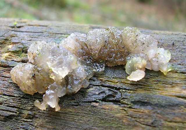 2005 :  Un anno di funghi